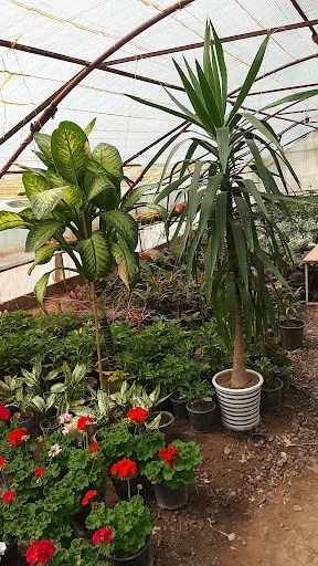 گلخانه اسدپور