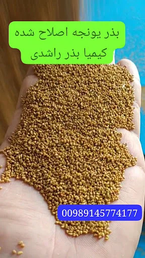 مرکز فروش بذر یونجه کیمیا بذر راشدی