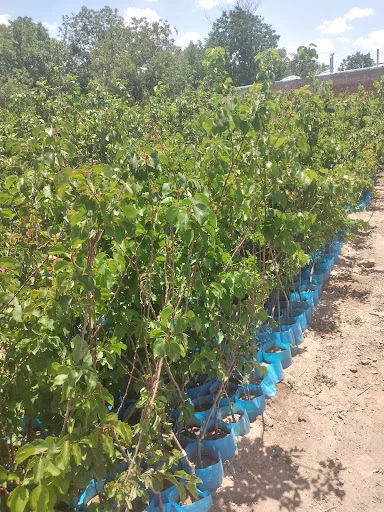 نهالستان ملک زاده (ناب نهال)