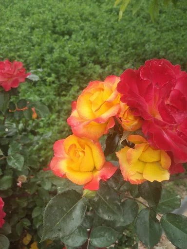 نهالستان ملک زاده (ناب نهال) - فروش نهال و بذر در تبریز