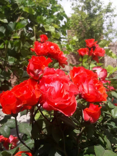 نهالستان ملک زاده (ناب نهال) - فروش نهال و بذر در تبریز