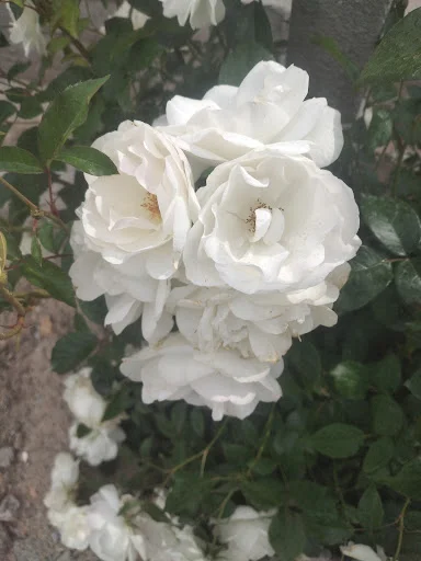 نهالستان ملک زاده (ناب نهال) - فروش نهال و بذر در تبریز