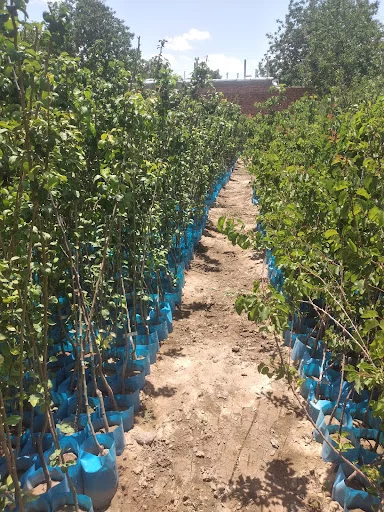 نهالستان ملک زاده (ناب نهال) - فروش نهال و بذر در تبریز