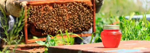 عسل و لبنیات طبیعی پیمان