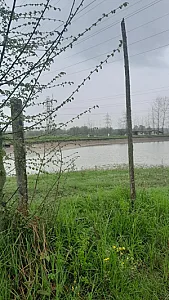 برکه های ماهی کشل ورزل
