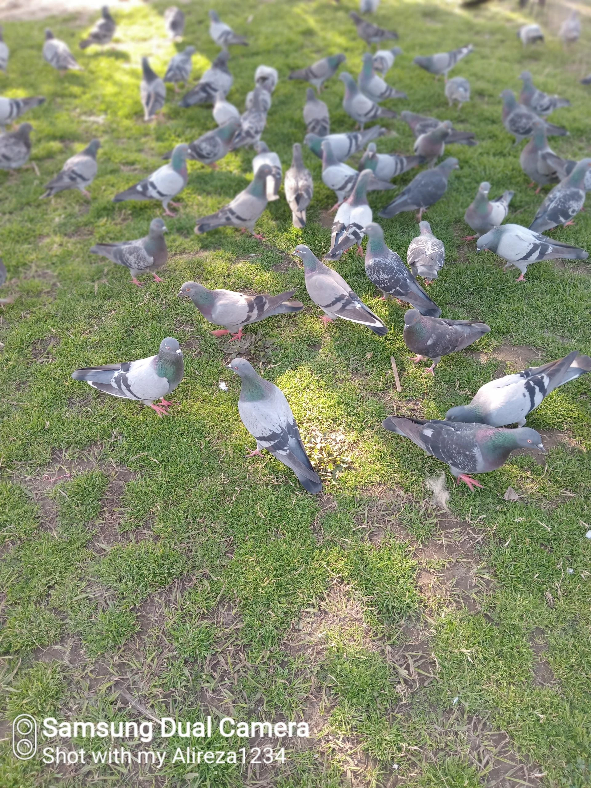 گوهررود