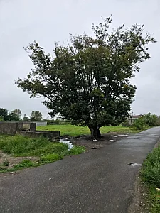 درخت هزار ساله سیاه اصطلخ