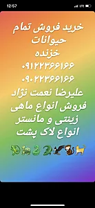 مجموعه خزنده ایران