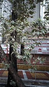 کلینیک تخصصی روانکاوی و رواندرمانی تحلیلی