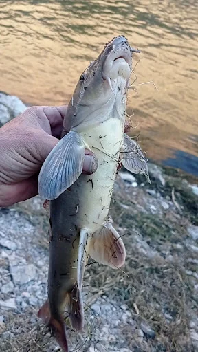 صوتی تصویری ال جی علی فارس - صوتی و تصویری در تبریز