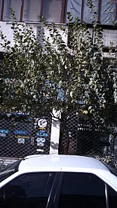 شرکت هواپیمایی