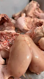 مرغ و ماهی ساسان