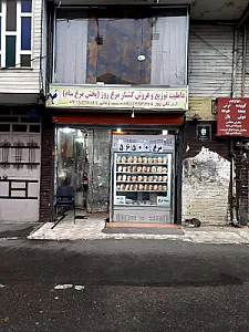 پخش مرغ سام