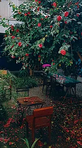 کافه چرخ