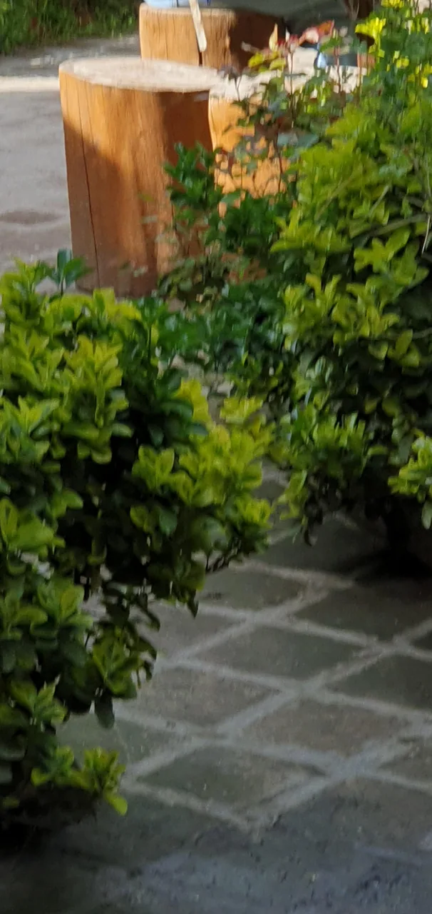 رستوران سنتی باغ شازده - تصویر 3