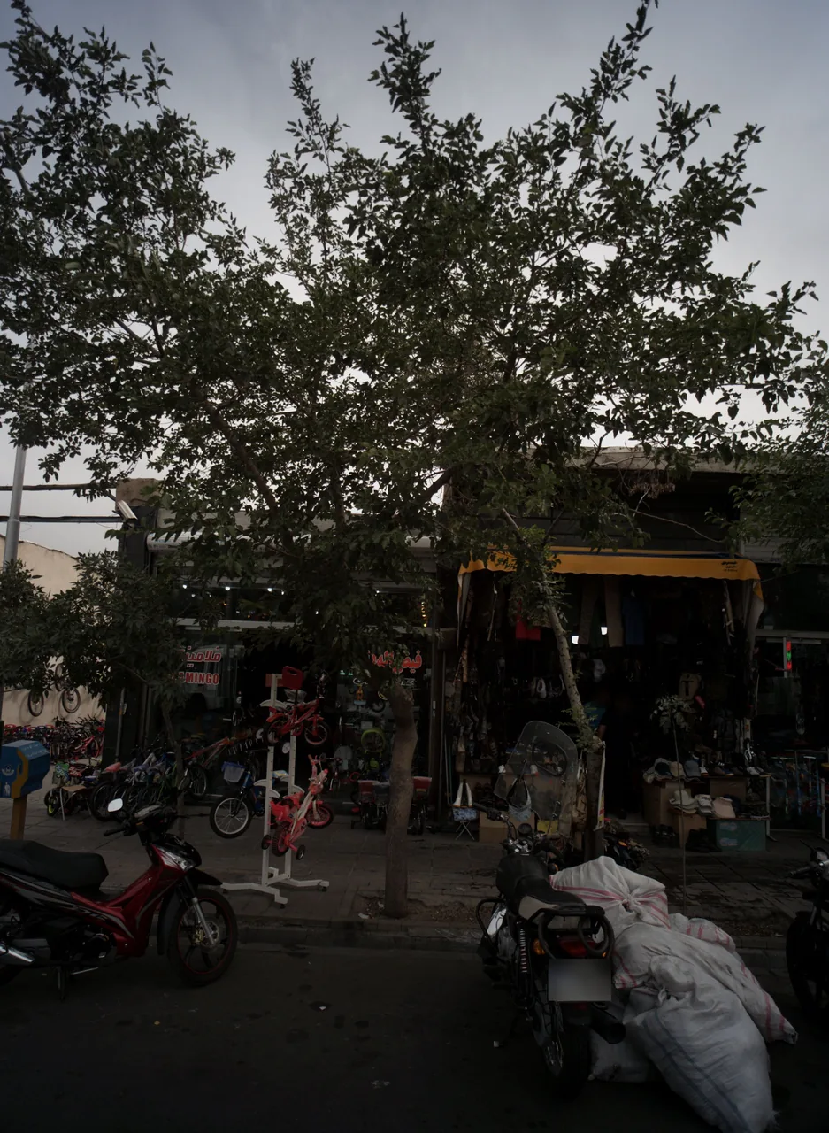 فلامینگو