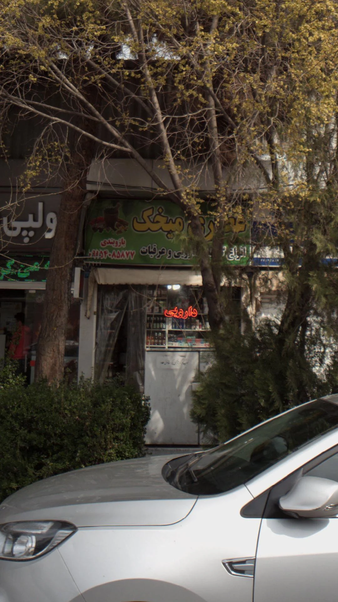 گیاه خانه ناردین - تصویر 4