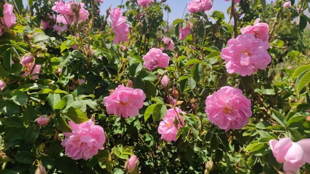 گلاب دوآتشه عرقیجات گیاهی ومعجون شمیم گل - تصویر 2