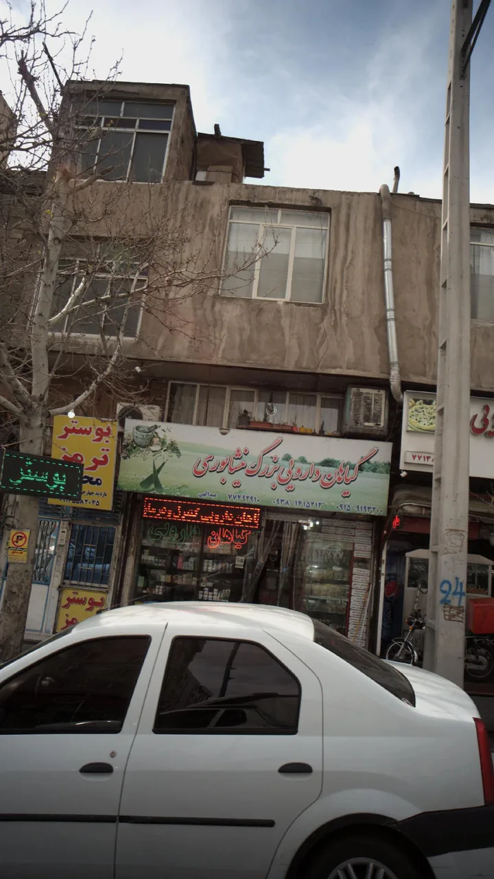 گیاهان دارویی بزرگ نیشابوری - تصویر 2