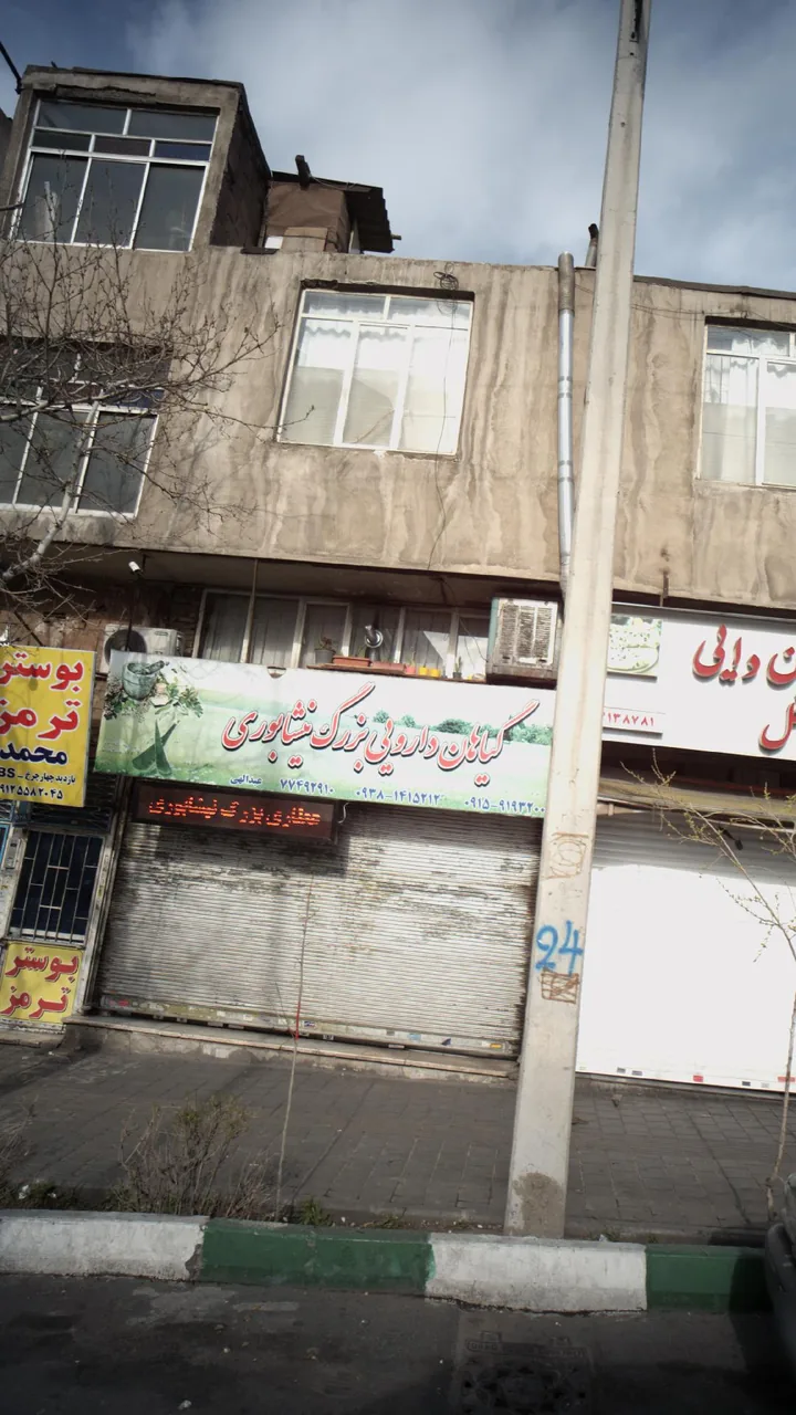 گیاهان دارویی بزرگ نیشابوری - تصویر 3
