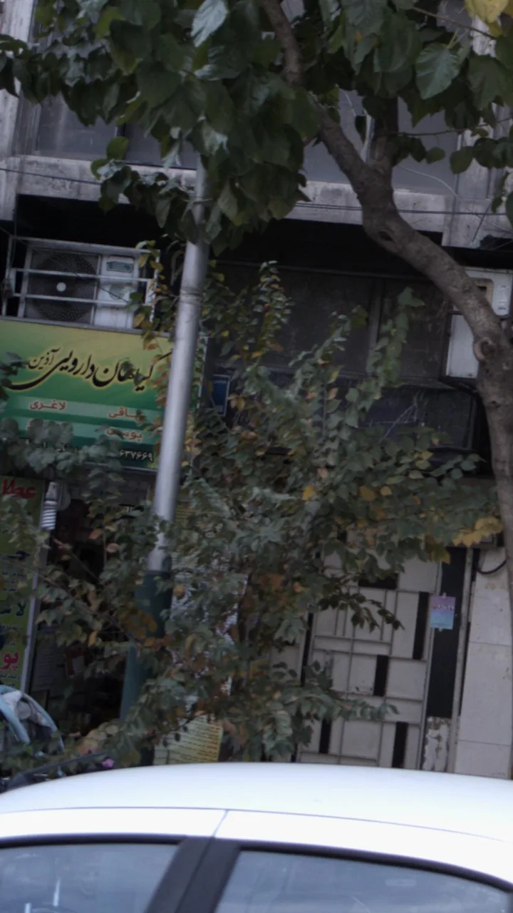 گیاهان دارویی آذین - تصویر 2