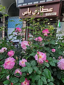 فروشگاه گیاهان دارویی گل یاس