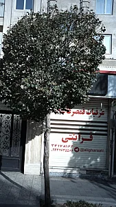 عرقیات قمصر کاشان قرائتی