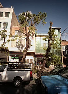 گیاهان دارویی یاس