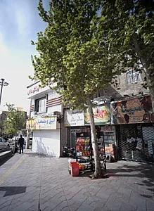 گیاهان داروئی سینا