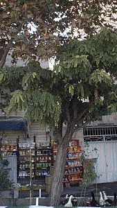 سوپرمارکت ستاره