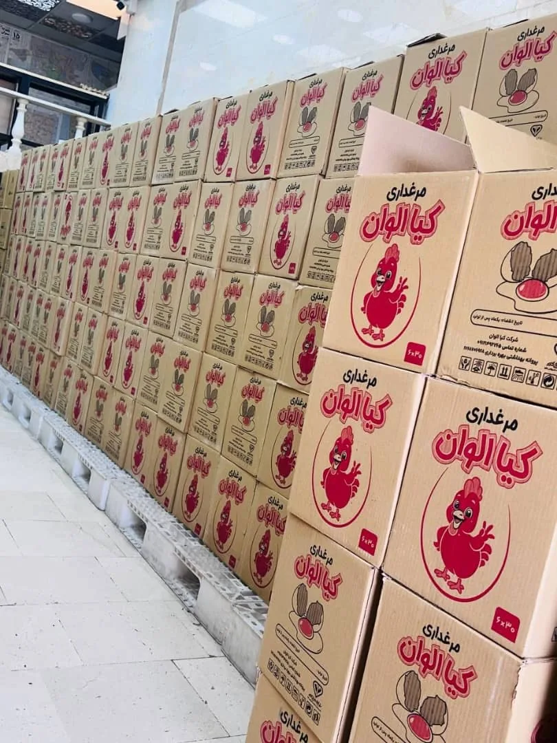 بنکداری تخم مرغ کیا الوان - تصویر 4