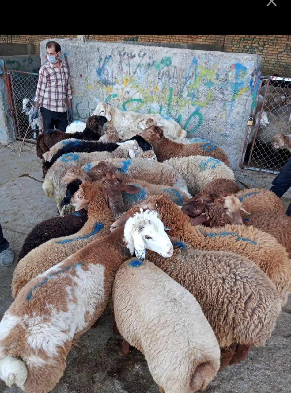 گوسفند زنده احمدی