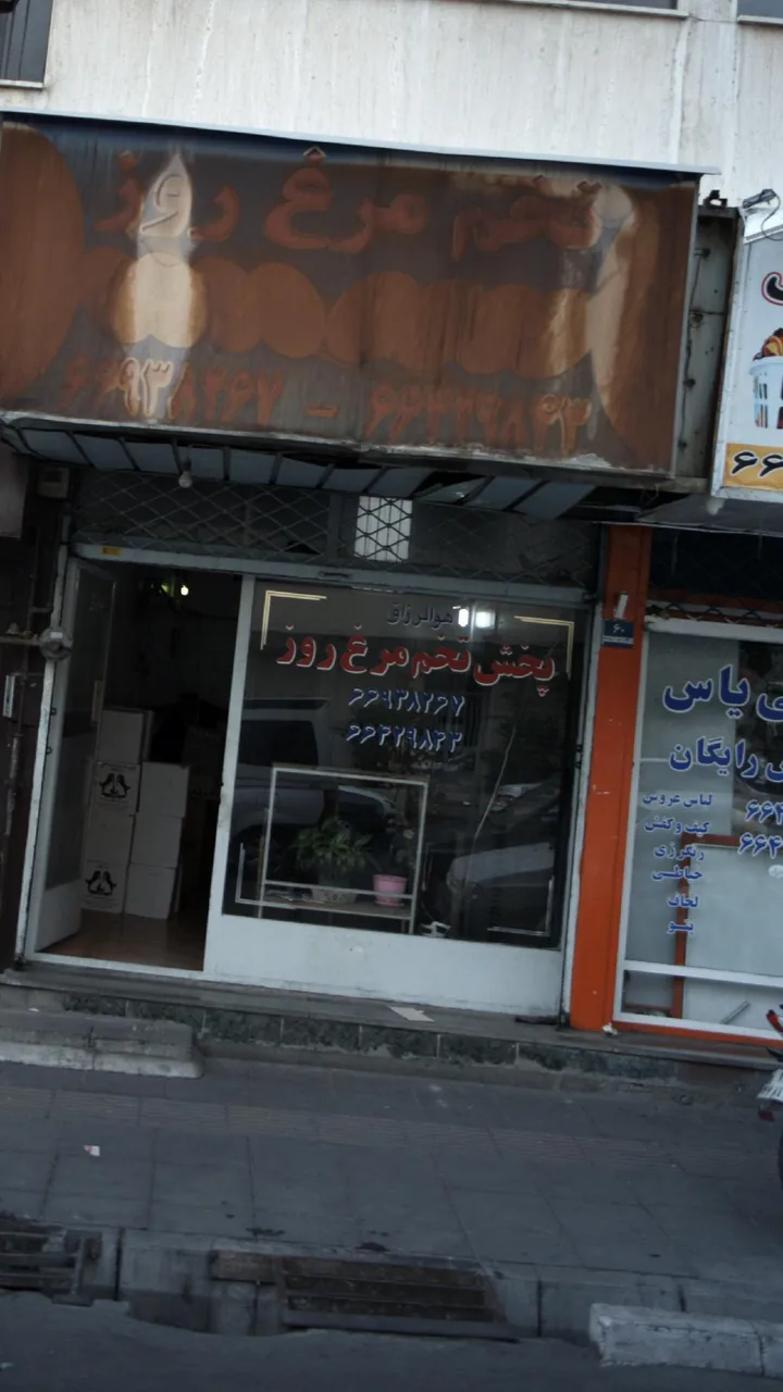 پخش تخم مرغ روز