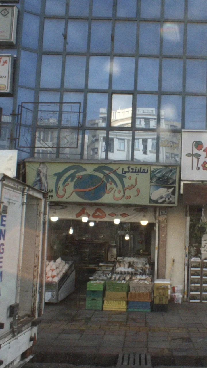 دلفین خاکستری