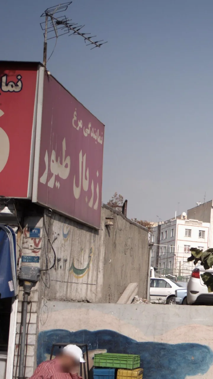 نمایندگی مرغ زربال طیور
