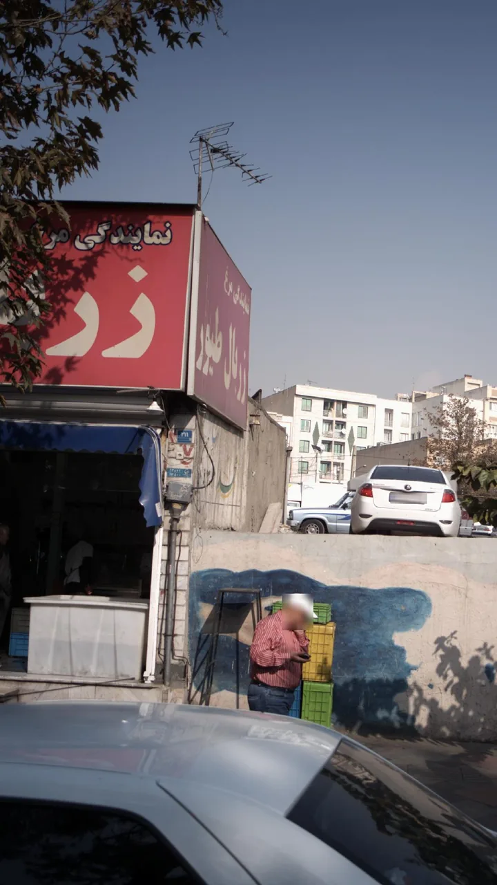 نمایندگی مرغ زربال طیور - تصویر 2