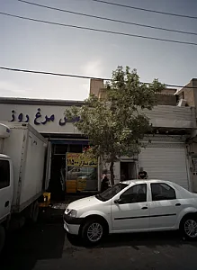 پخش مرغ روز
