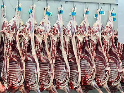 پخش گوشت برادران صادقی