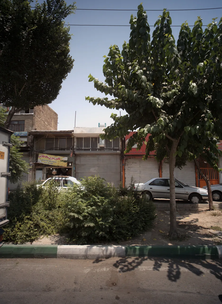 تافتون تنوری ساقه طلایی
