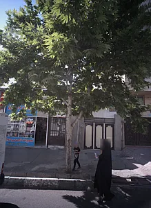 کفش تک اسپرت