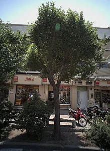 کفش ترگال