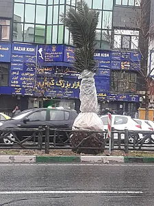 یارا پویش