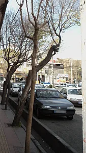 فلافل کنجدی سید