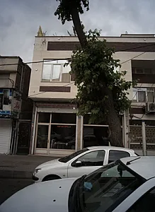 فرش برادران سروی و علیزاده