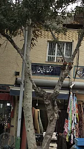 فرش برلیان (کارینو)