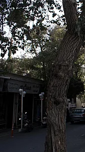 گالری فرش عسگری