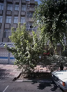مسکن امامی
