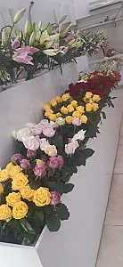 گل سلطان