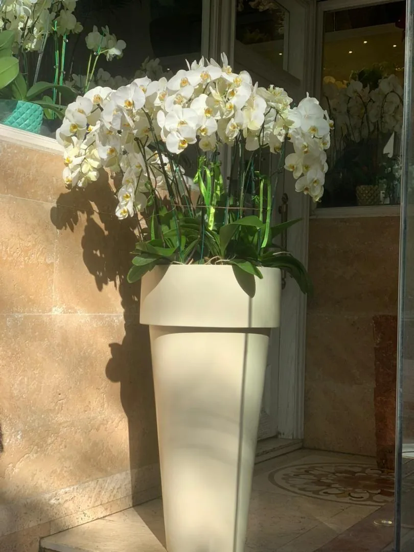 گلزار طلا - تصویر 2