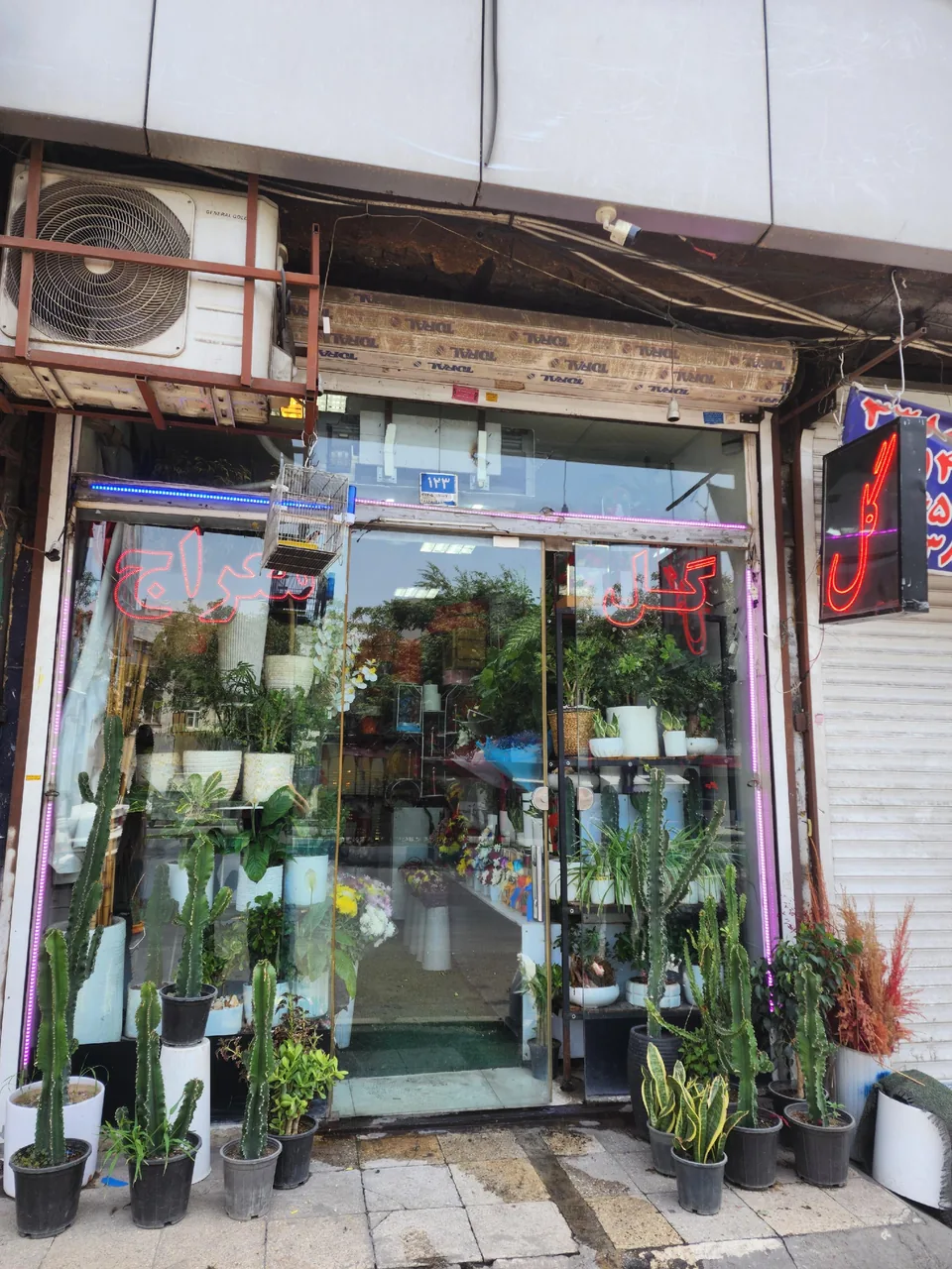 گل معراج